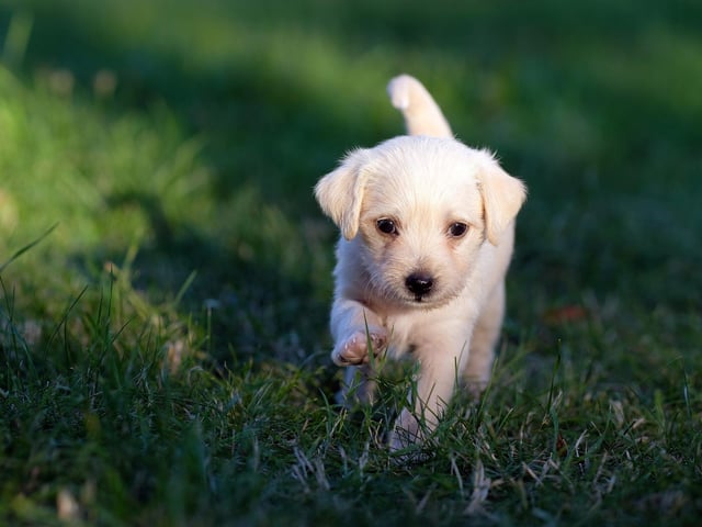 Introducing your new pooch to too many new places, smells, and people, too quickly, will be confusing. Instead, let him explore one small space at a time, in his own stride, with you by his side. Help him to get used to his new surroundings as quickly as possible by showing him where the important things are – like his bed and bowls - straight away.