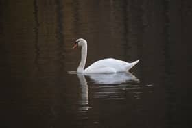 File image of a swan