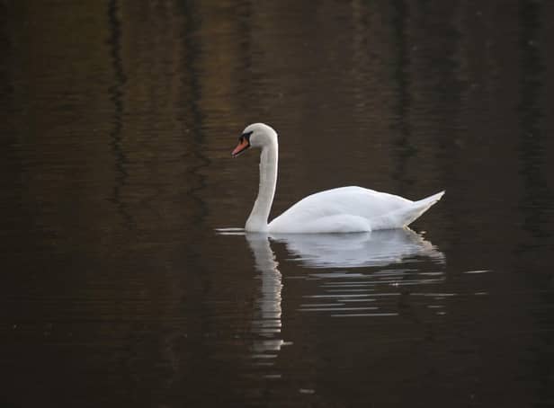 File image of a swan