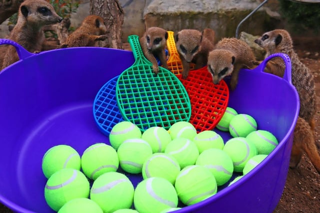 Meerkats at the park were able to jump into a new tennis-themed ball pit.