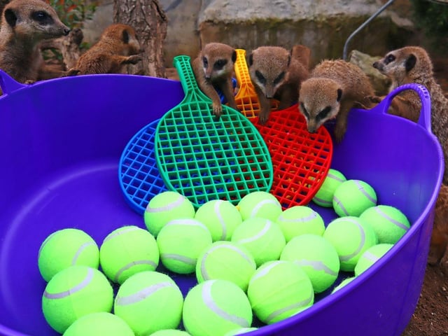 Meerkats at the park were able to jump into a new tennis-themed ball pit.