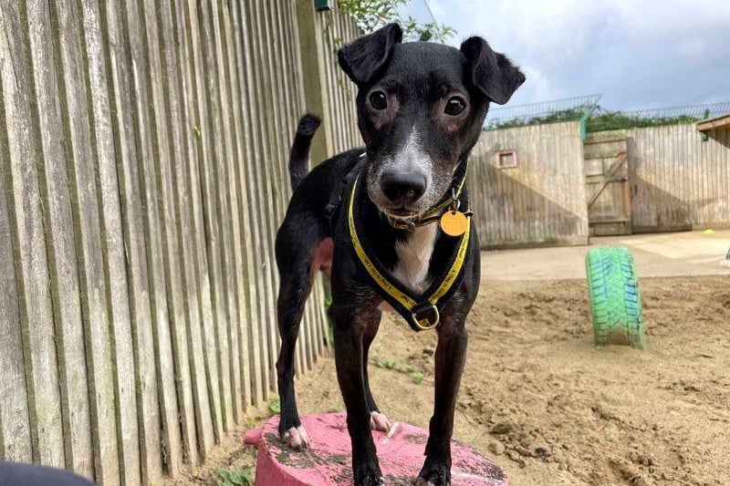 Basil is looking for an active family, who live in a quieter location, away from built-up or busy areas. He can share his home with older, secondary-school age children and will need to be the only pet. However, he has been doing great with building up confidence recently and may be able to have walking buddies with other dogs of a calm and friendly nature. A garden of his own to let off some steam and enjoy an off-lead run about is essential.  Basil adores the company of his favourite friends but can be a little apprehensive when first getting to know someone. The super smart seven-year-old is full of character and playful energy. He'll make for a fabulous companion to a family who can fill his life with fun and adventure, while keeping him entertained with all his favourite activities.
