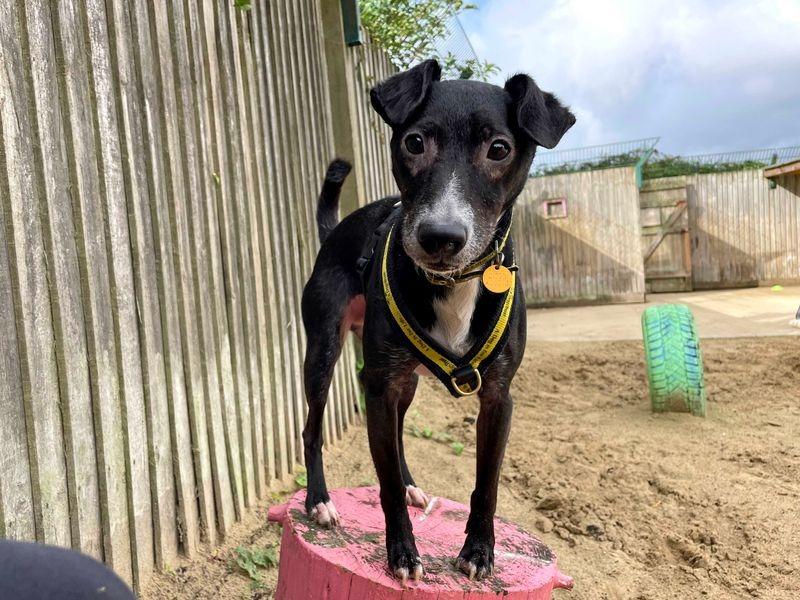 Basil is looking for an active family, who live in a quieter location, away from built-up or busy areas. He can share his home with older, secondary-school age children and will need to be the only pet. However, he has been doing great with building up confidence recently and may be able to have walking buddies with other dogs of a calm and friendly nature. A garden of his own to let off some steam and enjoy an off-lead run about is essential. Basil adores the company of his favourite friends but can be a little apprehensive when first getting to know someone. The super smart seven-year-old is full of character and playful energy. He'll make for a fabulous companion to a family who can fill his life with fun and adventure, while keeping him entertained with all his favourite activities.