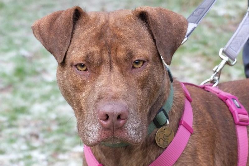 Penny is a Staffie cross. She’s a sweet dog who was previously used for breeding. She is lovely on walks and enjoys walking with other dogs. She puts her paws around you for hugs and loves affection.