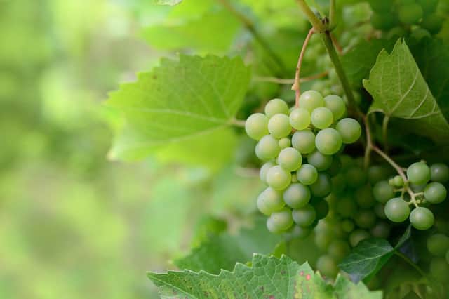 Sussex is the hotspot of English wine production