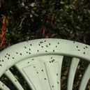 Swarms of flies have been spotted across Sussex in recent weeks – but what is behind the sudden influx? Photo: David Peckham
