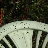Why are there so many flies in Sussex at the moment?