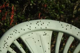 Swarms of flies have been spotted across Sussex in recent weeks – but what is behind the sudden influx? Photo: David Peckham
