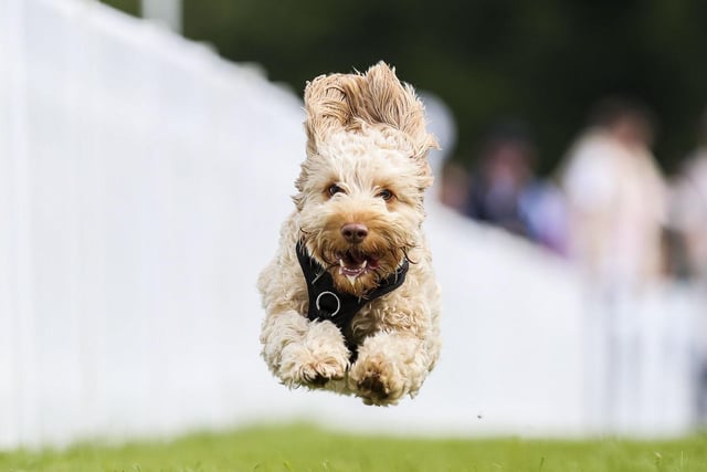 Competing in the fastest dog at Goodwoof. Photo: Kieran Cleeves, PA