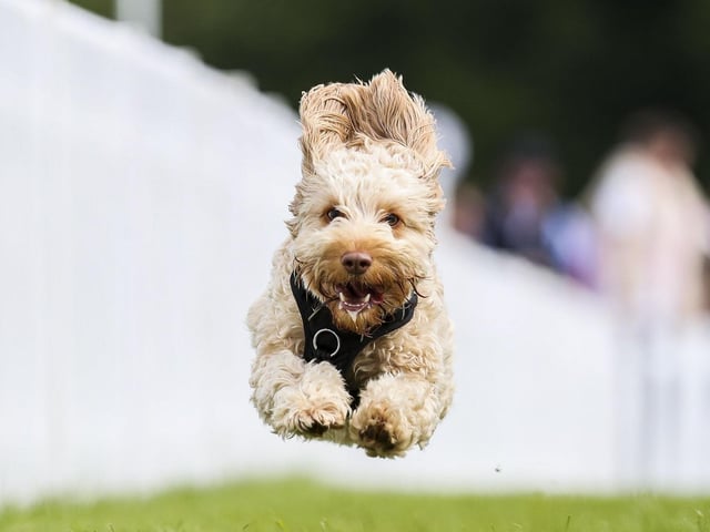 Competing in the fastest dog at Goodwoof. Photo: Kieran Cleeves, PA