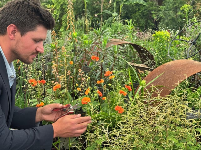 Pelham Plants have exhibited at the Chelsea Flower Show (winning gold in 2024) The Sussex-based nursery will be at many of the events