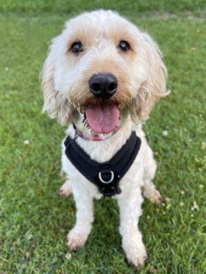 Cindy is a sweet girl who likes to sit on your lap for cuddles once she knows and trusts you but she can be very worried to begin with. She is learning to walk on the lead and is doing well Cindy will need some training and help to build her confidence as she has not experienced much in her previous home. Cindy has never lived on her own and would like another resident male dog for companionship. She is looking for an adult only, experienced home and will need her own garden. Cindy is a new arrival so more information will follow as she is assessed further.
