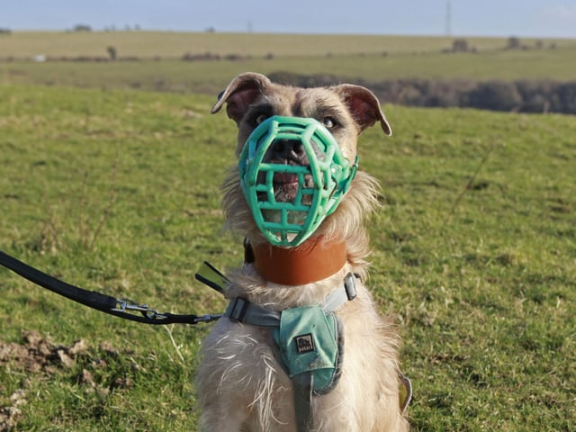 Tula