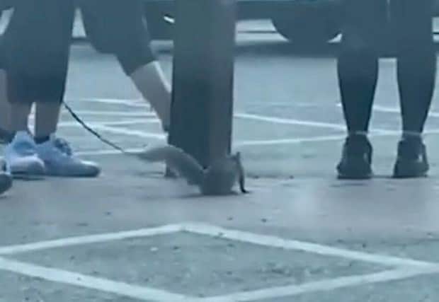 Video footage of a squirrel on a lead being taken for a walk outside Tesco