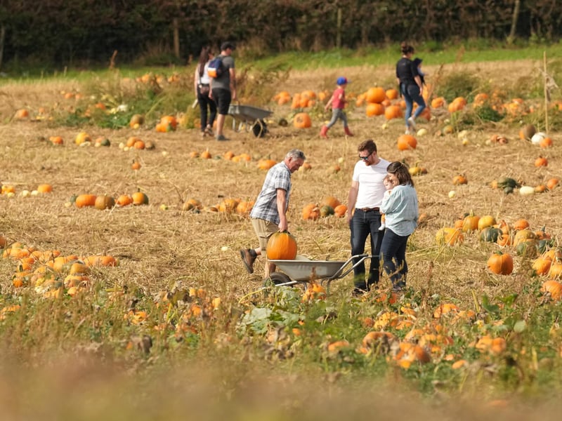 Based at Lychpole Farm just off the A27, family-run picking patch Sompting Pumpkins is open for business again this year. Picture: Eddie Mitchell