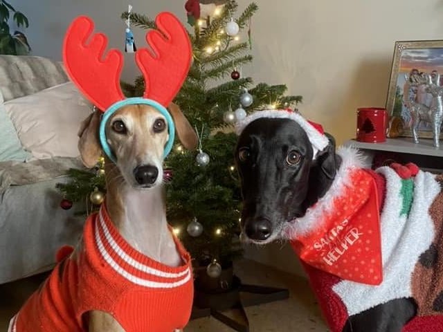 Chichester resident Lauren Toop's adorable pooches are ready for Christmas!