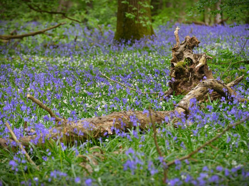 Arlington Bluebell Walk 2022 at Bates Green Farm, Tye Hill Road.