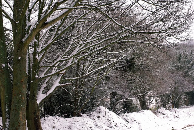 Tree branches laden with snow in Findon on January 24, 2007
