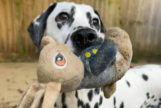 Meet Aleta – a ‘cheeky and playful’ Dalmatian who is looking for a new home.