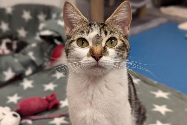 Could you foster an animal?