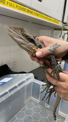 An intrepid reptile travelled more than 10,000 miles over six weeks in a shipping container all the way from Brisbane to an industrial estate in Chichester.