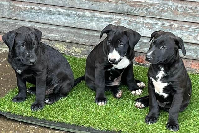 These adorable puppies are looking for new homes in Sussex. Watch our video to find out more.