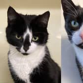 Meet Buddy and Tipsy – a bonded pair of cats who are looking for a new home.