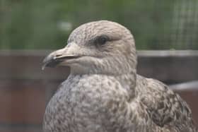 Gulls released by Brent Lodge Wildlife Hospital have been spotted hundreds of miles from the Sussex coast, including in France, Spain and Portugal. Picture: Brent Lodge Wildlife Hospital