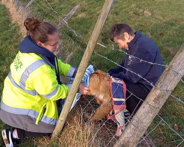 WRAS rescuers helping fox caught in stock fencing