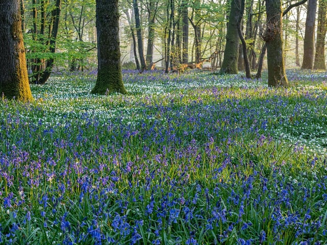 View of a woodland carpeted with Anemone nemorosa and Hyacinthoides non-scripta in Spring - April