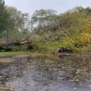 Fallen tree at Rye Skate Park