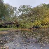 Fallen tree at Rye Skate Park