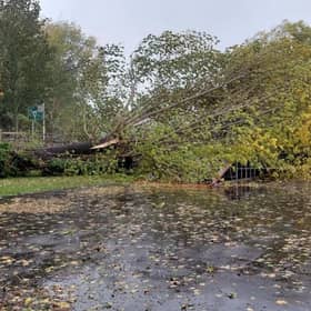 Fallen tree at Rye Skate Park