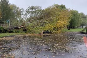Fallen tree at Rye Skate Park