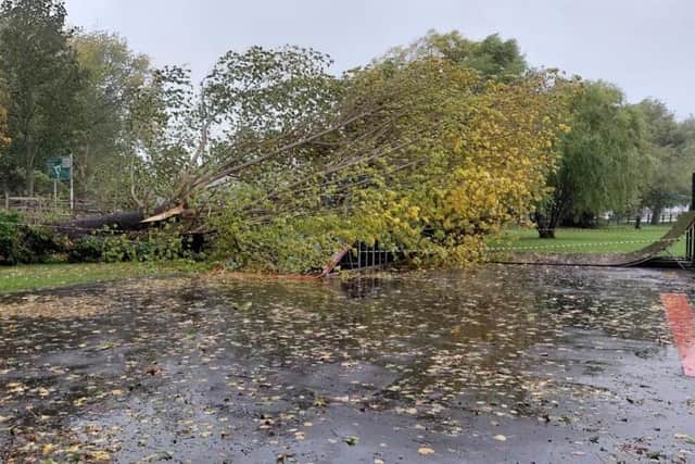 Fallen tree at Rye Skate Park