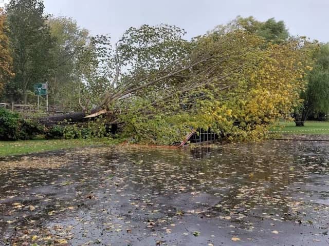 Fallen tree at Rye Skate Park