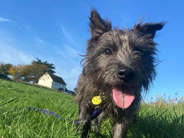Charlotte is a very sweet girl who can be a little unsure in new environments - once settled, she enjoys a cuddle and a game with her toys. Being a young girl, Charlotte is best suited to active adopters who will enjoy continuing her basic training. She can get excited and jump up when greeting new people, and is still working on her loose lead walking skills. Her ideal home will have a garden and adopters who are able to build up her leaving times gradually. Charlotte will need to be the only animal in the home and can live with children over 14 years old.