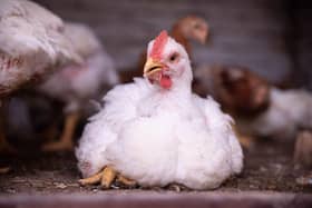 Sussex shoppers are being urged to choose higher-welfare chicken and cut back on animal products, as the RSPCA highlights potential links between farming standards and food safety. Photo: RSPCA