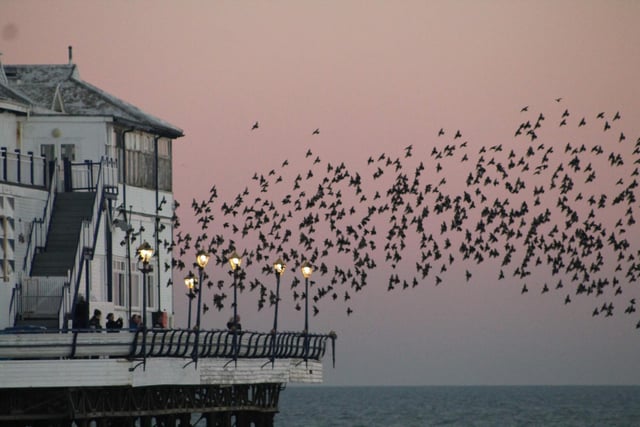 Starling murmurations in Eastbourne (photo from Jenni Richardson)