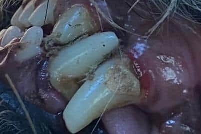 Gucci the dog's teeth stuck together. Picture from St Anne’s Vets