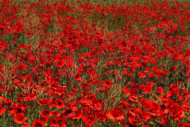 Plans are being outlined for Armistice and Remembrance Day services in Horsham. Photo: Pixabay