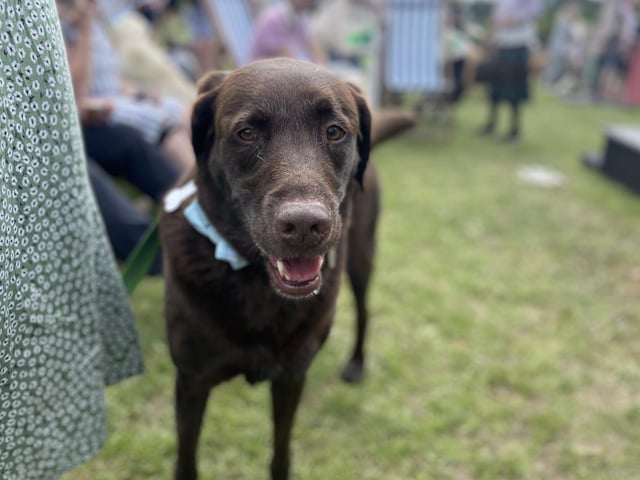 This adorable Labrador was taking some time to rest during a jam-packed day!
