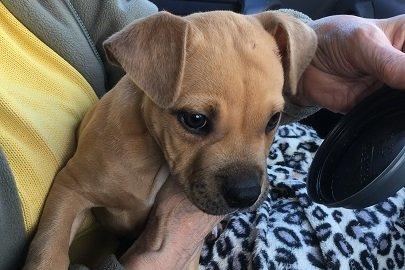 Dora is nearly four months old. She is the smallest of her litter but her foster carers have said her personality is huge. She will be neutered on maturity with a contract with the rescue, microchipped and vaccinated.