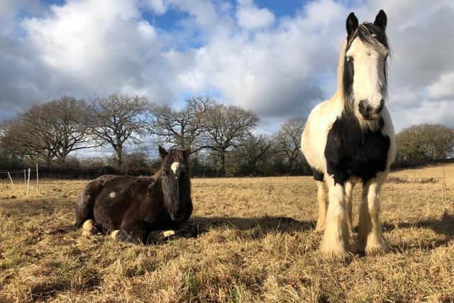 Equine Gentling has launched a land and fundraising appeal