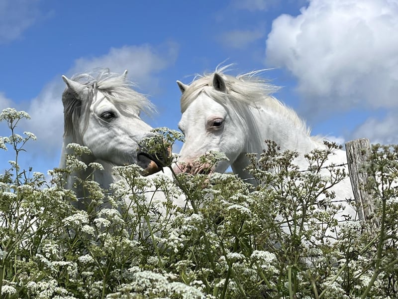 Cow Parsley Ponies by Lynsey Main, a highly commended submission.