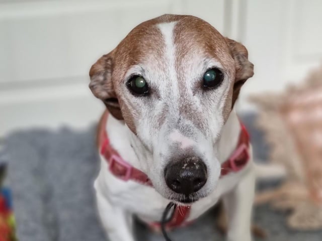 13-year-old George, at Paws and Whiskers Sussex, has been described by his foster carer as 'one of the sweetest, most affectionate dogs I've met'. He is happy to be left alone for a few hours and is getting used to this in foster provided he is left with his favourite item - food! Due to his Colitis, his diet must be strictly managed. Despite his older age, George loves to chase his ball around the house and gets 'zoomies' when he's excited. He has to be muzzled at the vet, but wears one happily, and does not enjoy being picked up but the rescue said he has not nipped or bitten when he is.