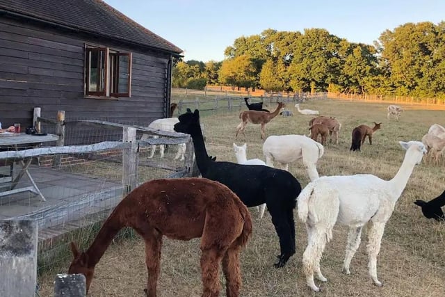 This self contained holiday let is situated in the middle of a working alpaca farm with over 100 alpacas and llamas grazing in wildflower meadows surrounding The Lodge. The Lodge is fully equipped with modern facilities. Tastefully decorated, fully insulated and centrally heated, The Lodge is perfect for peace and tranquillity whilst maintaining every creature comfort. There is also a patio with table and bench seating to better appreciate the surroundings and the alpacas. The property accommodates three guests, and has one bedroom, two beds and one bathroom. Find out more and book your visit here: www.airbnb.co.uk/rooms/39643992