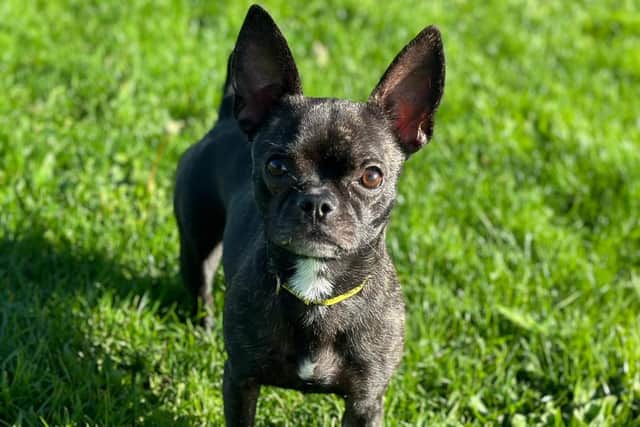 Ruby, a Chihuahua Cross French Bulldog at Dogs Trust Shoreham, is looking for a home.