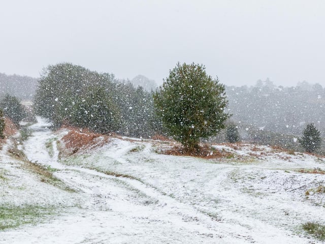 Winter, Ashdown Forest by Craig Payne