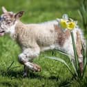 Lambing season is upon us